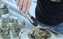 ​Le cannabis thérapeutique "illégal mais vital"