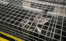 L214 diffuse des "images terribles" d'un élevage de lapins avant un débat à l'Assemblée