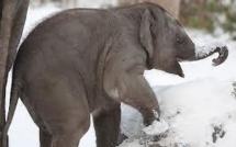 Deux éléphants survivent à un incendie et au gel grâce à de la vodka