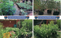 Saisie de plus de 1 000 plants de paka