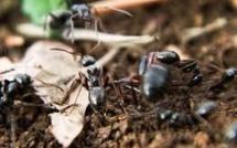 Produire sur sol vivant: l'agriculture qui mise tout sur la nature