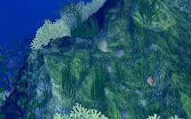 Acidification des océans : des chercheurs australiens identifient une algue salvatrice