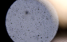 Le coronavirus "peut survivre 28 jours sur des surfaces" (étude)