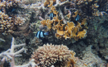 Australie: la moitié des coraux de la Grande Barrière ont péri en 25 ans