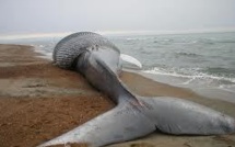 Une baleine de 9 mètres de long s'échoue sur une plage de New York