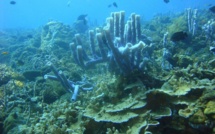 Le boum économique de la Chine a détruit une grande partie de ses coraux