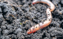 Précieux petit ver de terre