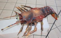 Les anciens du CMA récidivent