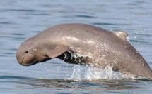 La bataille "sans fin" pour sauver les dauphins du Mékong