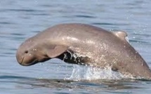 La bataille "sans fin" pour sauver les dauphins du Mékong