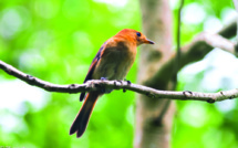 ​Lutter contre la fourmi de feu, pour le Monarque de Tahiti