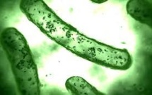 Découverte d'un mécanisme de survie des bactéries aux antibiotiques