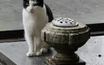 Un chat inconsolable se rend chaque jour sur la tombe de son maître