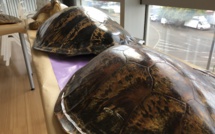 Carapaces, dents et ailerons une deuxième vie pour les saisies