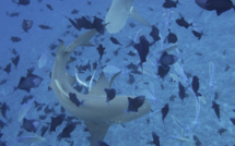 Le shark feeding condamné