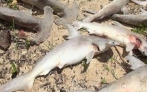 Mystérieux échouage de bébés requins près de Suva