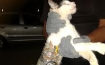 Brésil: un chat spécialement entraîné à l'évasion de prisonniers