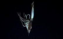 Un calamar géant filmé dans le Pacifique par 900 m de fond