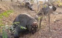Une famille de 11 éléphants massacrée par des braconniers au Kenya