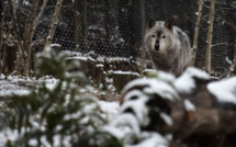 Le loup n'est plus une espèce protégée aux Etats-Unis