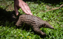 Vers des pandémies plus fréquentes et plus meurtrières (experts ONU)