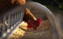 Crainte d'un retour de la grippe aviaire: les volailles confinées dans 45 départements