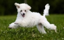 Les Français préfèrent photographier leur animal plutôt que leur conjoint