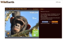 Un petit chimpanzé doit naître en direct sur l'internet
