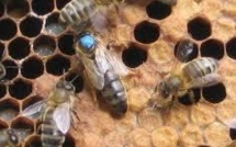 Abeilles: conclusions inquiétantes de l'EFSA sur l'impact des pesticides