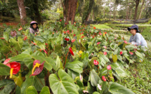 "Plante-démie", ou l'inquiétante ruée sur les plantes vertes aux Philippines