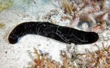 Pêche à l' holothurie : Vanuatu et la Papouasie maintiennent leur moratoire