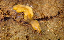 Un nouveau ver plat envahit les Antilles françaises