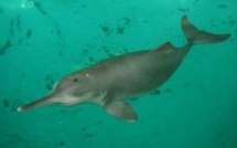 Brésil: le dauphin de la Plata de plus en plus menacé