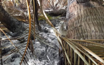Rangiroa : Désolation au motu du Lagon bleu