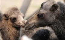 Le mystère demeure sur la disparition de deux dromadaires dans l'Allier