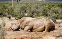 Le massacre des rhinocéros se poursuit en Afrique du Sud