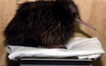 Un Néo-Zélandais veut éradiquer le chat pour sauver le kiwi