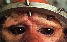 USA: les chimpanzés quasiment plus utilisés pour la recherche médicale
