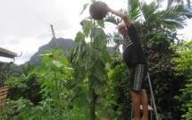 ​L'électroculture fait des miracles à Moorea