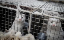 Coronavirus: le Danemark lève l'alerte sur la mutation des visons