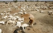 Le changement climatique affecte d'abord les plus pauvres: Banque Mondiale