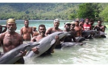 Le massacre des dauphins continue aux îles Salomon