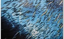 Des poissons plus petits et moins nombreux dans les 50 ans à venir