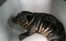 Un bébé phoque épuisé par les vagues se réfugie dans un jardin