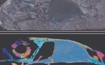 Découverte d'un fossile de "toucan à dents de lapin"