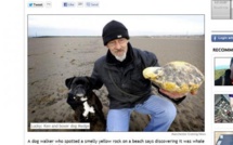 50.000 euros offerts à un Britannique qui a trouvé du "vomi de baleine rare"