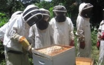 Abeilles: Bruxelles recommande une interdiction ciblée des pesticides