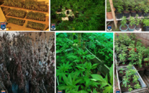 Saisie de 1 228 pieds de cannabis