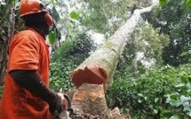 Greenpeace proteste à Paris contre une vaste opération de déforestation au Cameroun