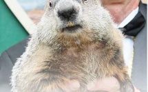 USA: c'est bientôt le printemps, a dit la marmotte